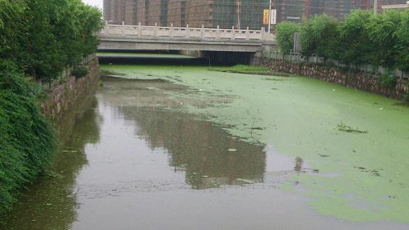 氨氮、磷超标造成河流水体富营养