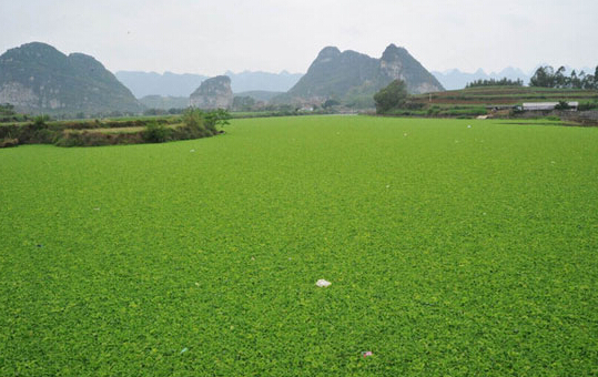 氨氮、磷超标